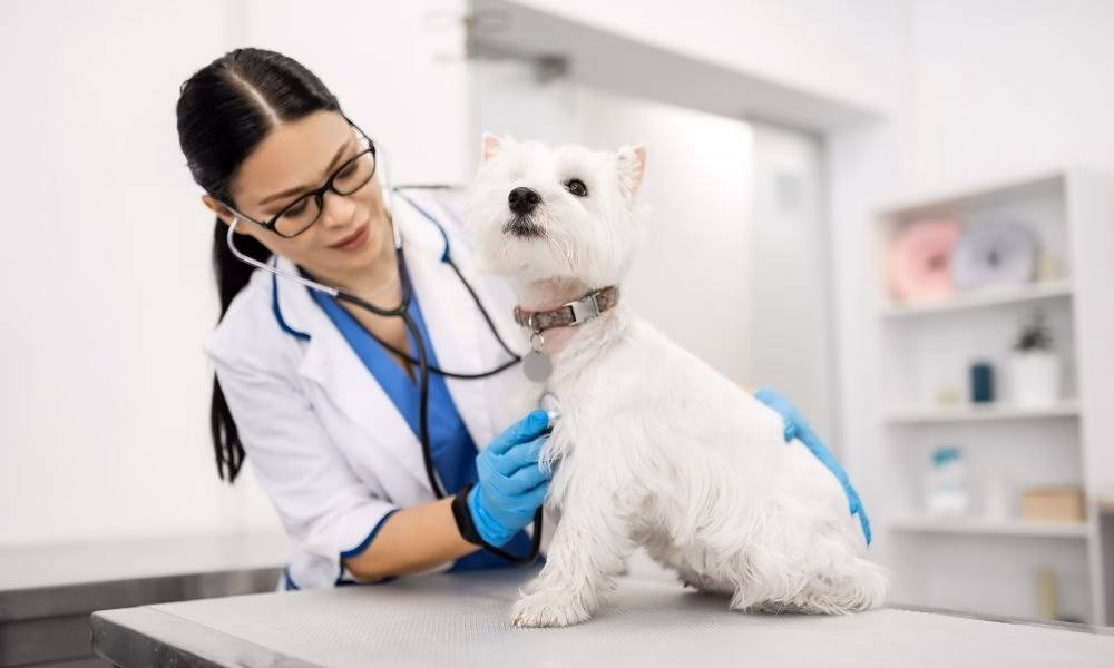 Zoonotic Disease Prevention: Implementing IPAC in Veterinary Hospitals 1 Zoonotic Disease Prevention